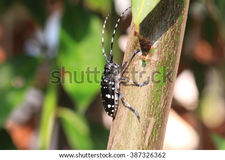 Asian long-horned beetle (Anoplophora malasiaca) in Japan