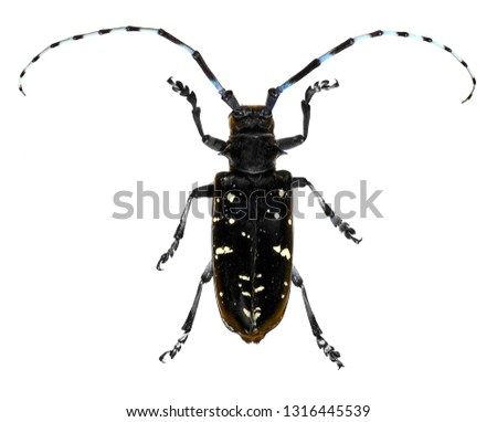 Asian long-horned beetle isolated on a white background 