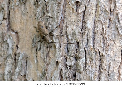 Asian Longhorned Beetle Spotted On The Tree