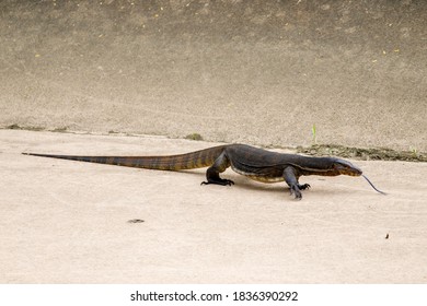 Malay An Monitor Lizard Images Stock Photos Vectors Shutterstock