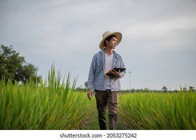 Asian male farmer holding tablet walking in rice field to store information