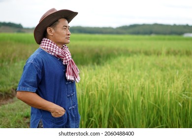 Asian  male farmer stands at his organic paddy field. Observe, think and plan something to manage his agriculture crops. Concept : Agricultural occupation . Thai farmers grow quality rice.   