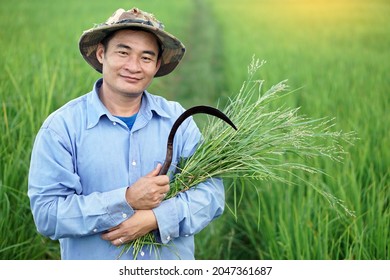 Asian male farmer  stands and holds sickle at rice paddy field. Concept : organic farming. Use agricultural tool by hand to get rid weeds instead of herbicide. Safe crops                              