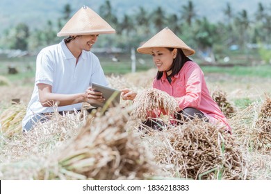 Asian male and female farmer using tablet pc for harvesting paddy rice in the field