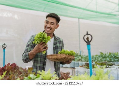 Asian Male Gardener Harvested Fresh Vegetables In Farm. Asian Farmer In Vegetable Organic Farm. Hydroponics Organic Farm Concept.