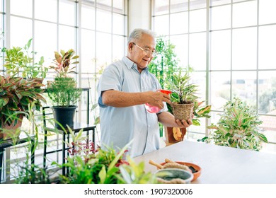 Asian male retired senior love to take care of the plants by spraying water to plants with foggy in the indoor garden. Enjoy retirement activities. - Powered by Shutterstock