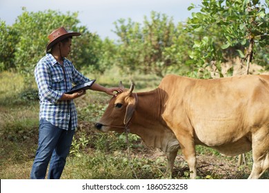 Asian Male Vet Is Observing And Recording Information About Cow In Thailand. Concept For Study And Research Through  Smart Digital Device Technology. Animal Farm, Agriculture Development. Zoology