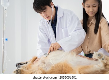 Asian Male Veterinarian Examining A Gloden Retriever At Vet Clinic