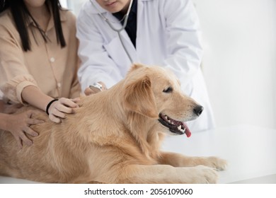 Asian Male Veterinarian Examining A Gloden Retriever At Vet Clinic