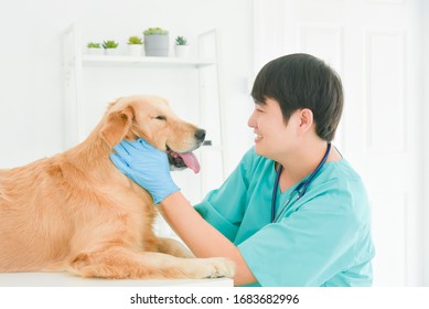 Asian Male Veterinarian Examining Golden Retriever Dog In Vet Clinic.