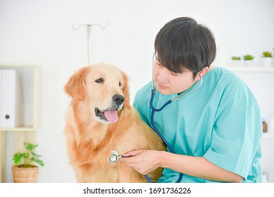 Asian Male Veterinarian Examining Golden Retriever Dog By Stethoscope In Vet Clinic.