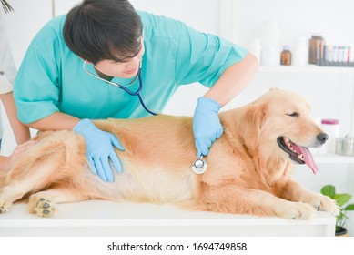 Asian Male Veterinarian Examining Golden Retriever Dog By Stethoscope In Vet Clinic.