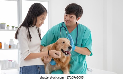  Asian Male Veterinarian Examining A Golden Retriever At Vet Clinic