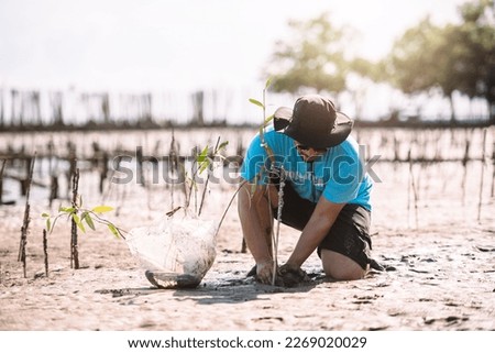 Asian man in blue t-shirt planting mangrove seedlings into mud area, Volunteering work outdoors activity in eco world environment day concept.