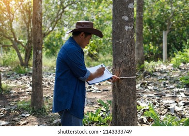 Asian man botanist  inspects and measure trunk of tree and write details on paper. Concept : Survey and research botanical plants. Forest and environment conservation.                                 