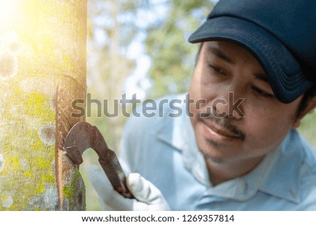 Asian man farmer tapping latex from the rubber tree
