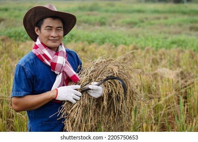 Asian man farmer wears hat, holds sickle to havest rice at paddy field.  Concept : Agriculture occupation. National farmer.                                                