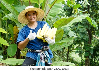 Asian Man Gardener Wear Hat, Holds Organic Ripe Yellow Banana Fruits In His Garden.  Concept : Agriculture Crop In Thailand. Thai Farmers Grow  Bananas For Sell As Family Business Or Share To Neighbor