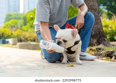 Asian man giving water to french bulldog breed during walking together at pets friendly dog park. Domestic dog with owner enjoy urban outdoor lifestyle on summer vacation. Pet Humanization concept. - Powered by Shutterstock