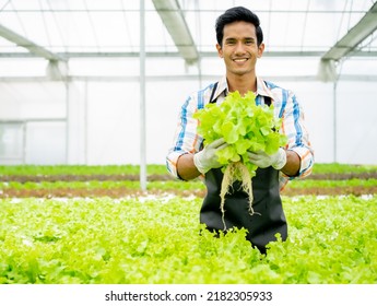 Asian Man Growing Lettuce Vegetable In Hydroponic Greenhouse Small Business Agriculture Farm. Male Gardening Owner Proudly Produce Organic Plantation Healthy Salad, Vegetarian Food In Urban Garden