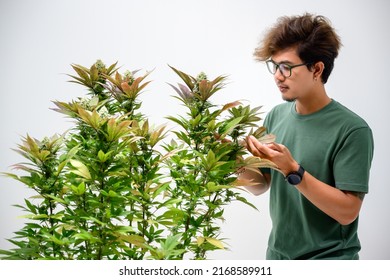 Asian man holding a bouquet of cannabis flowers enjoying the smell of cannabis flowers Cannabis strains with high CBD content