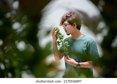Asian man holding a bouquet of cannabis Happy to smell the cannabis flower. A strain with a high CBD content. free cannabis concept