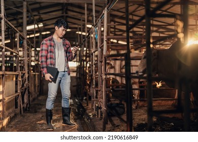 Asian Man Husbandry Using Smartphone In Cowshed In Cattle Farm On The Morning. Farmer Use Technology Application On Smartphone For Livestock. Smart Farming. Agriculture Industrial.