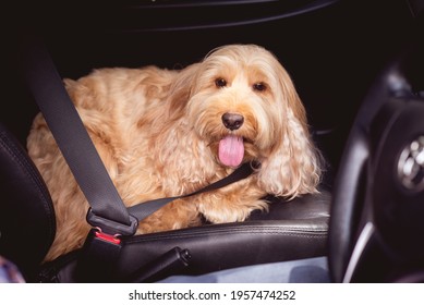 Asian Man Owner Fastens Seatbelt On Hairy Cockapoo Dog In Car, Safety Travel. Adorable Cockapoo Dog (mixed Breed, Cute Cocker Spaniel + Poodle). Small Puppy Cocker Doggie Sitting, Passenger Seat Trip