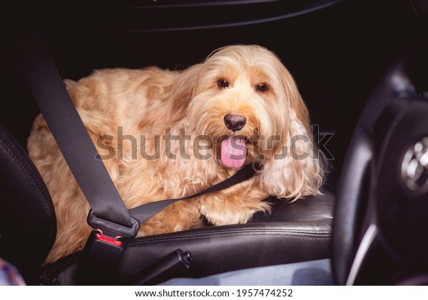 Asian man owner fastens seatbelt on hairy Cockapoo\
dog in car, safety Travel. Adorable Cockapoo dog (mixed breed, cute\
Cocker Spaniel + Poodle). Small puppy Cocker doggie sitting,\
passenger seat trip