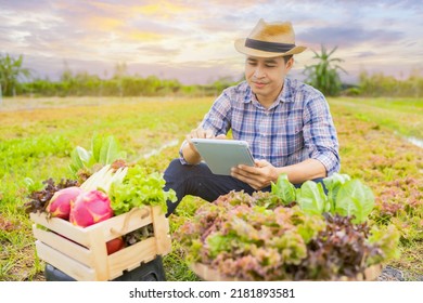 Asian man owns using a tablet checks the quality of vegetables grown on the farm before harvesting them for sale in morning. Make sales online organic vegetable, Healthy food product. - Shutterstock ID 2181893581