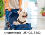 Asian man pushing french bulldog breed dog in pet stroller shopping at pets friendly shopping mall. Domestic dog and human owner enjoy urban outdoor lifestyle travel in the city on summer vacation.