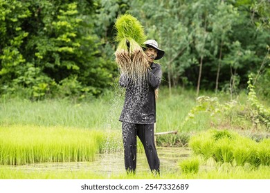 Asian man rice farmer work and carry rice seedlings to transplant at green rice field in rainy season.Thai farmer smoking and working prepared for planting.High speed shutter stop water drops. - Powered by Shutterstock