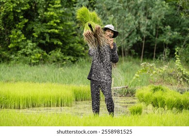 Asian man rice farmer work and carry rice seedlings to transplant at green rice field in rainy season.Thai farmer smoking and working prepared for planting.High speed shutter stop water drops. - Powered by Shutterstock