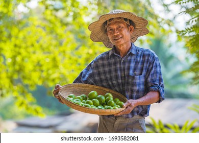 Asian Man Senior Farmer With Lemon Green,Asian Man Farmer On Empty Copy Space