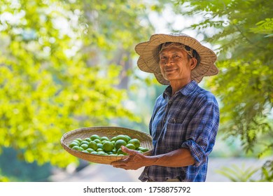 Asian Man Senior Farmer With Lemon Green,Asian Man Farmer On Empty Copy Space