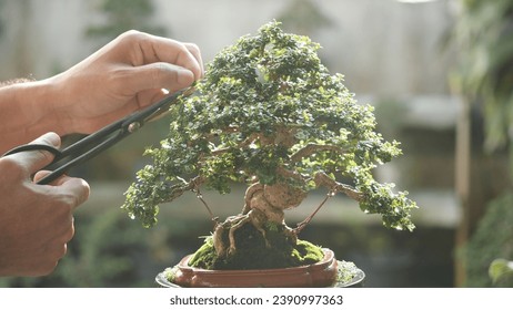 Asian man using scissors trimming bonsai plant green leaf growing in brown pot. Bonsai tree Japanese nature art in beautiful garden background. Concept of bonsai tree design natural art. - Powered by Shutterstock