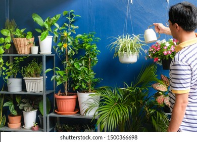 Asian Man Watering Plant At Home, Businessman Taking Care Of Chlorophytum Comosum ( Spider Plant ) In White Hanging Pot After Work, On The Weekend, Air Purifying Plants For Home, Stress Relief Concept