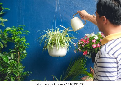 Asian Man Watering Plant At Home, Businessman Taking Care Of Chlorophytum Comosum ( Spider Plant ) In White Hanging Pot After Work, On The Weekend, Air Purifying Plants For Home, Stress Relief Concept