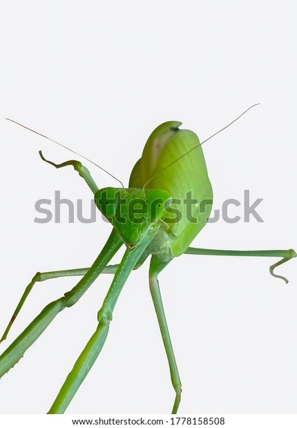 Asian Mantis Praying Mantis Front View Stock Photo 1778158508 ...