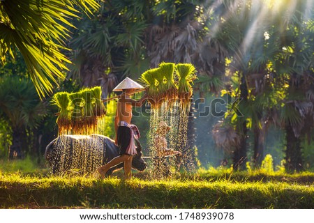 Asian men carrying saplings of jasmine rice to cultivate in rice fields. Father and son are working together to bring rice together. Lifestyle of Southeast Asian people walking through the rice field.