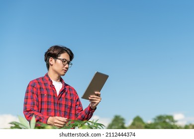 Asian Men Use Laptop Check Tapioca Fram. New Technology Agriculture. Cassava Plantation. Cassava Stalk On Blue Sky Background.