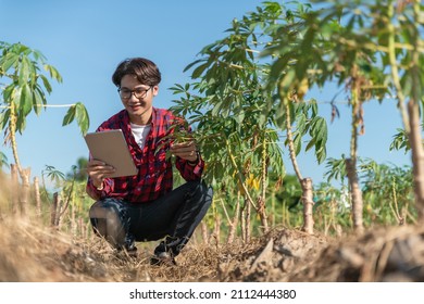 Asian Men Use Laptop Check Tapioca Fram. New Technology Agriculture. Cassava Plantation. Cassava Stalk On Blue Sky Background.