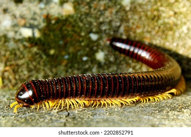 an asian milipede, this milipede has several 30 cm long legs. Millipedes are the Order of members of invertebrates that are included in the Arthropod phylum