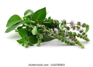 Asian Mint Herbal Plant Macro Closeup Stock Photo 1163785831 | Shutterstock