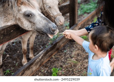 Asian mom and baby boy feeding grass to grey horse in nylon halter throat snap over farm wooden fence of rural area in San Antonio, Texas, petting zoo animal care agriculture education concept. USA - Powered by Shutterstock