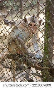 Asian Monkey In A Steel Cage