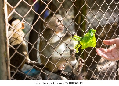 Asian Monkey In A Steel Cage