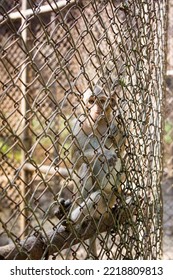 Asian Monkey In A Steel Cage