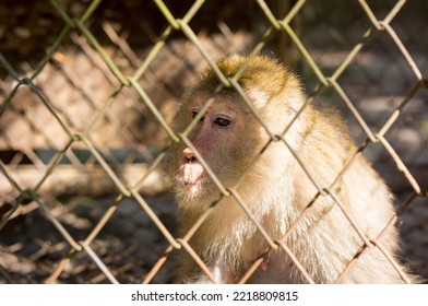 Asian Monkey In A Steel Cage