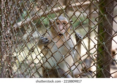 Asian Monkey In A Steel Cage